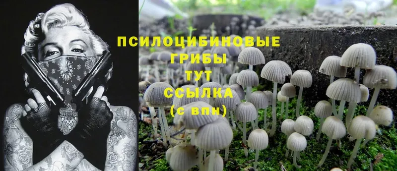 купить   Усолье-Сибирское  Галлюциногенные грибы MAGIC MUSHROOMS 